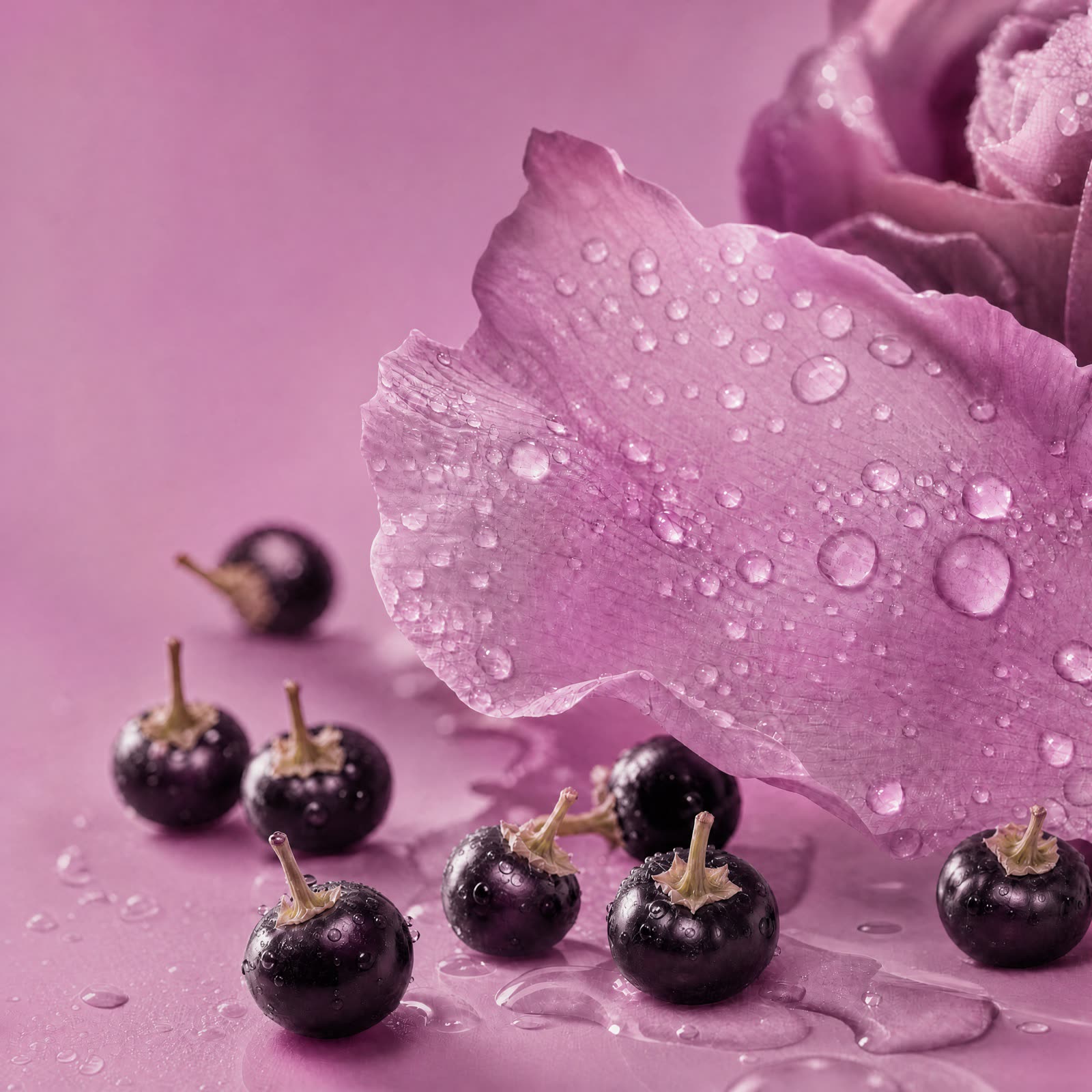 Rose petals and black goji berries on a pink background — ingredient concept artwork