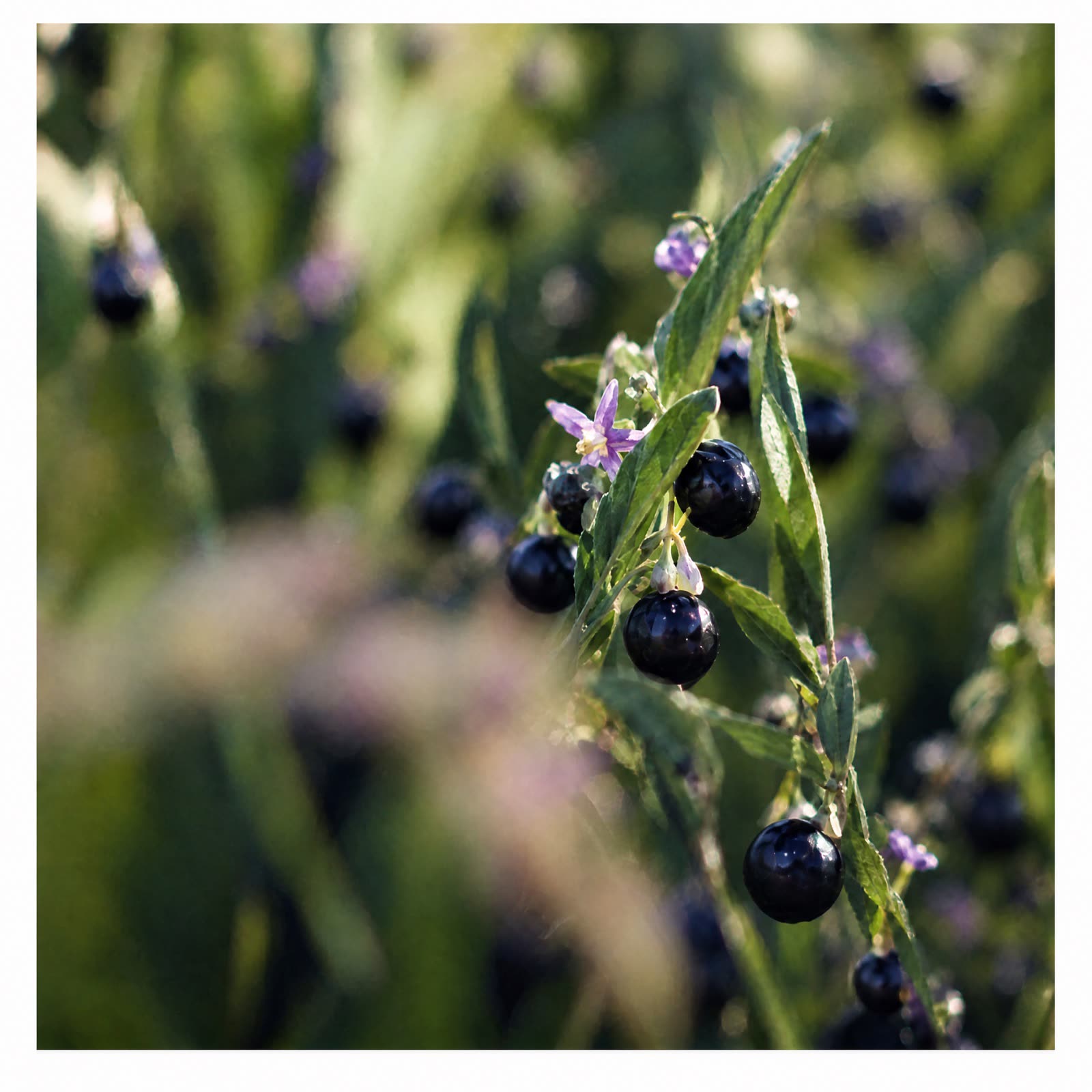 Black goji berries and flowers on a leafy branch